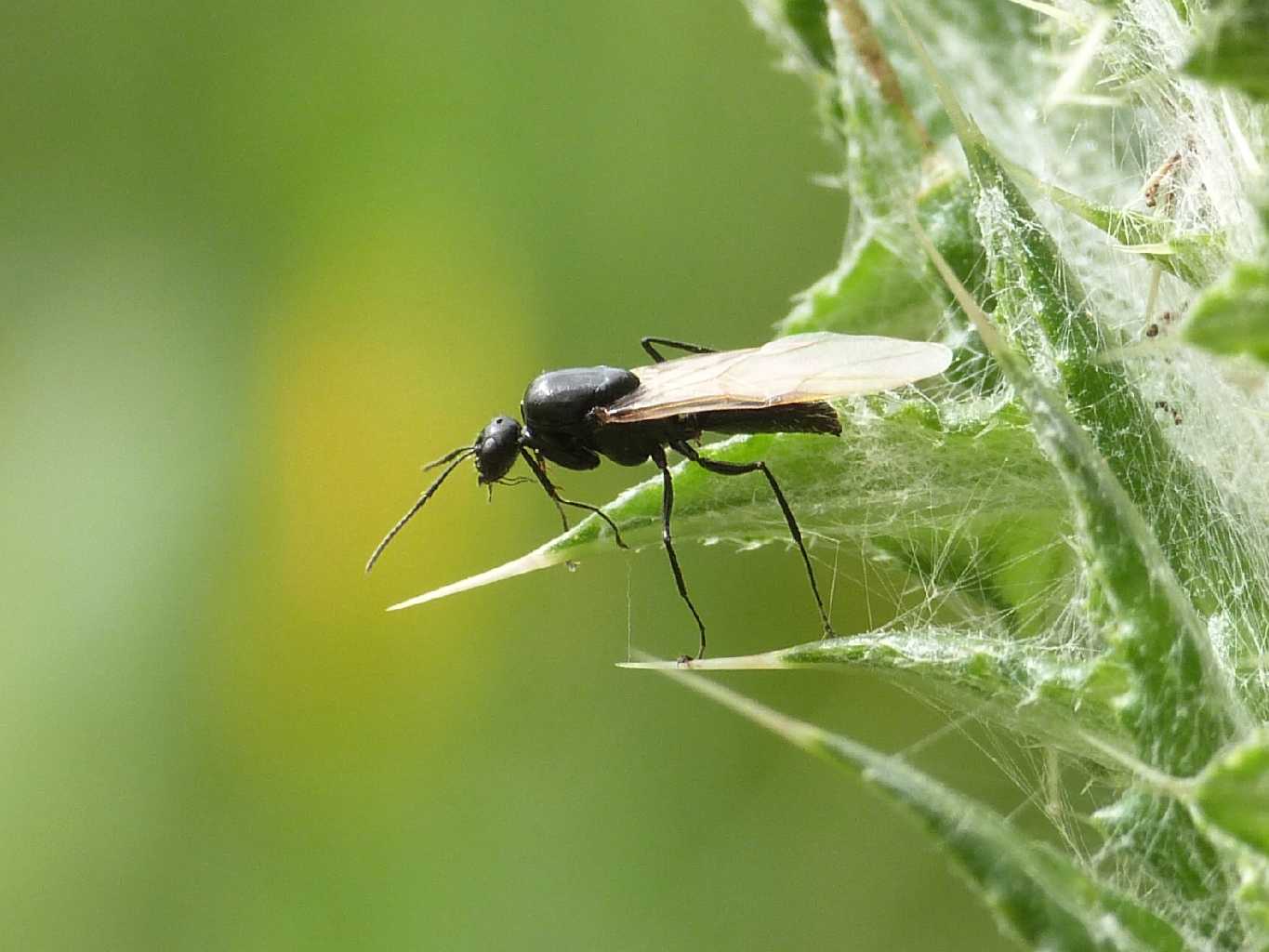 Camponotus vagus